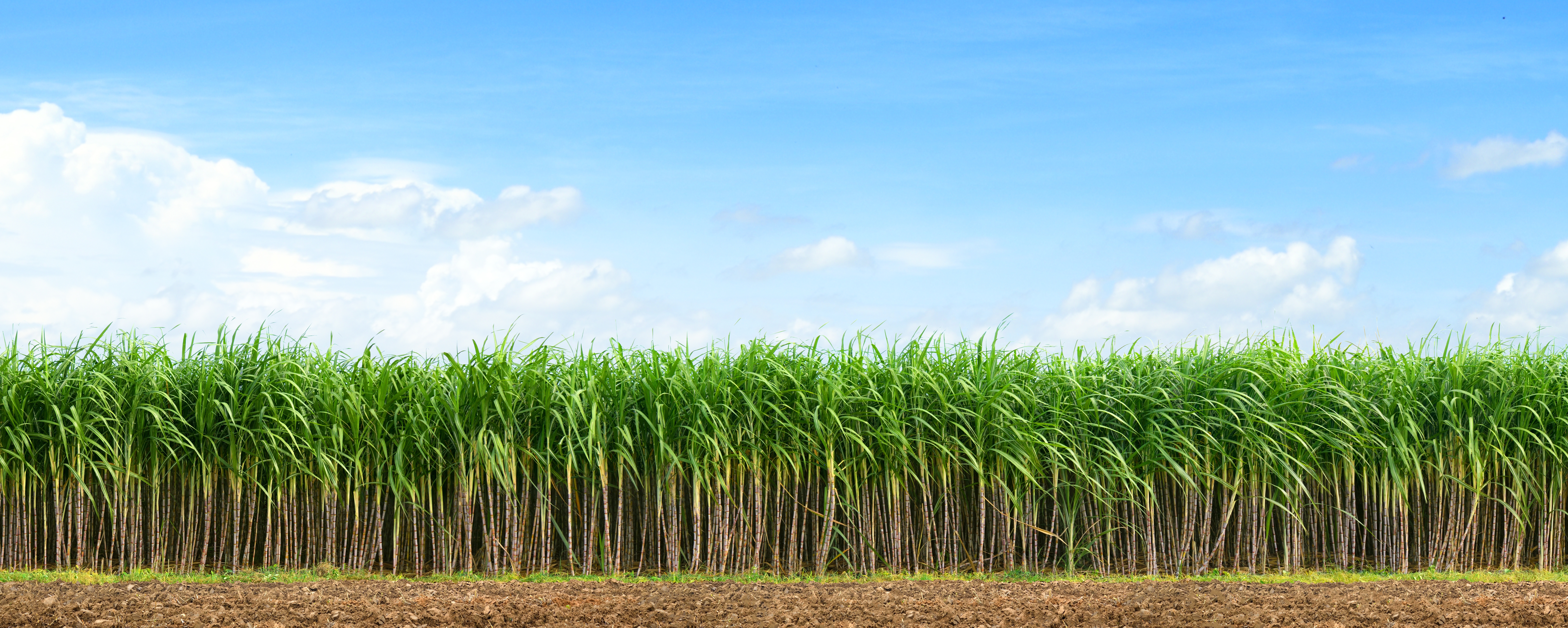 Responsible cane sourcing